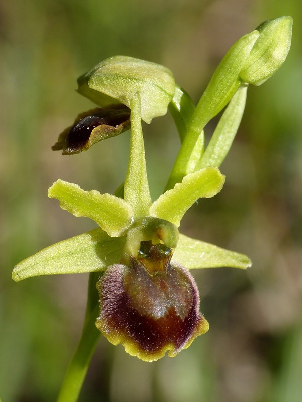 Prima fioritura di orchidee a Palena nel Parco Nazionale della Majella - maggio 2022.
